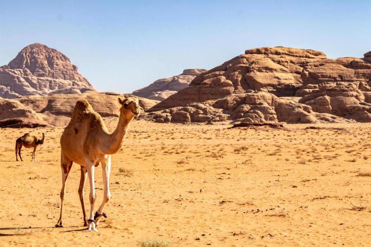 Quite Bedouin Life Hotel วาดิรัม ภายนอก รูปภาพ